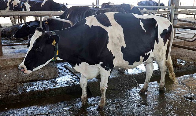 Türkiye'de ilk: Embriyo transferiyle ülkedeki sığırların genetiği değişecek