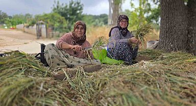 Türkiye'nin pırasa ambarında üretim mesaisi sürüyor