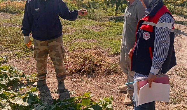 Turşuluk salatalık üretim alanlarında tarım ilacı kontrolleri sürüyor