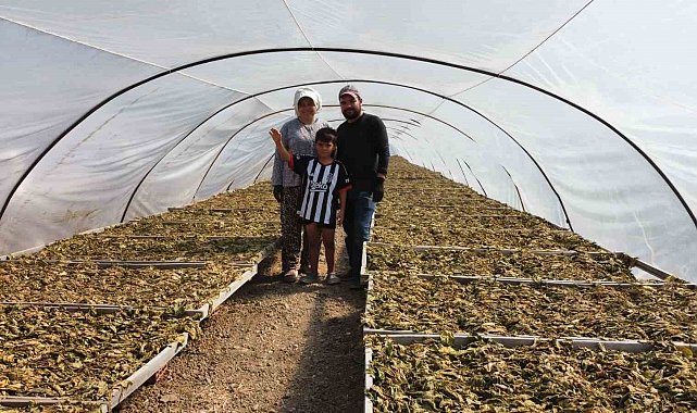 Tütün tarlası onları hayat arkadaşı yaptı