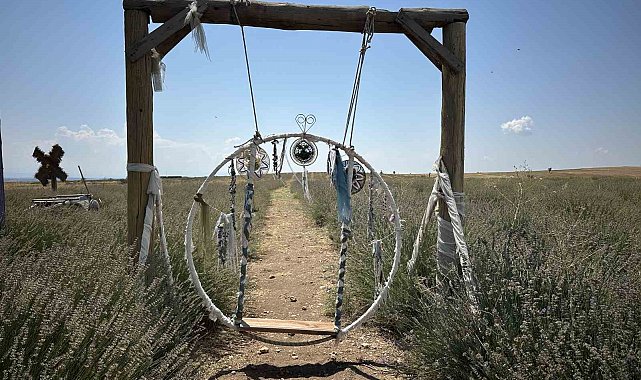 Uşak'ın ilk lavanta bahçesinde 55 dekarlık alanda hasat başladı