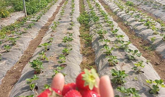Üzümsü meyve bahçelerinde teknik kontrol yapıldı