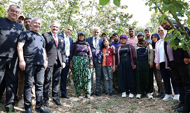 Vali Makas, Cumayeri'nde fındık hasadına katıldı