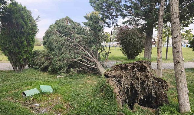 Van'da şiddetli rüzgar ağaçları ve kamelyaları devirdi