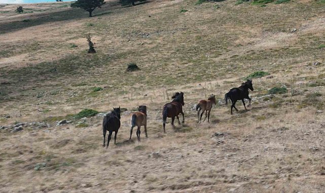 Yaban hayatının simgelerinden olan yılkı atları, yaylalarda görüntülendi