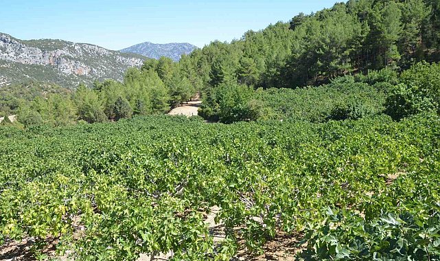 Yağmur, dolu ve sıcaklık siyah incirde rekolte kaybına neden oldu