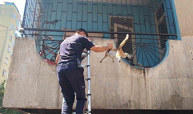 Yangından korkan hamile kediyi itfaiye kurtardı
