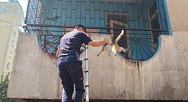 Yangından korkan hamile kediyi itfaiye kurtardı