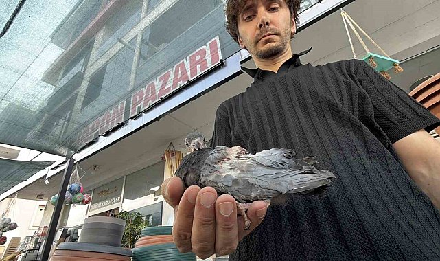 Yaralı kuşa esnaf şefkati