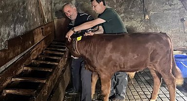 Yaylatepe'de buzağıların küpeleme işlemleri tamamlandı