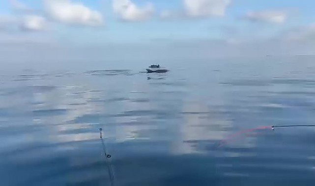 Yeniköy açıklarında yunuslar balıkçılara şov yaptı