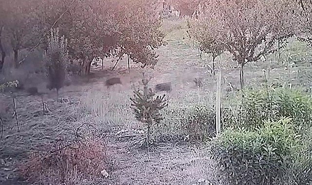 Yerleşim yerine inen domuz sürüsü kameraya yansıdı
