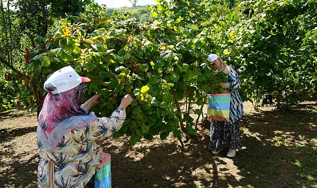 Yeşil altında orta kesim hasadı başladı: Samsun'da 115 bin ton fındık bekleniyor