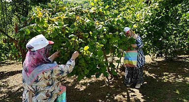 Yeşil altında orta kesim hasadı başladı: Samsun'da 115 bin ton fındık bekleniyor