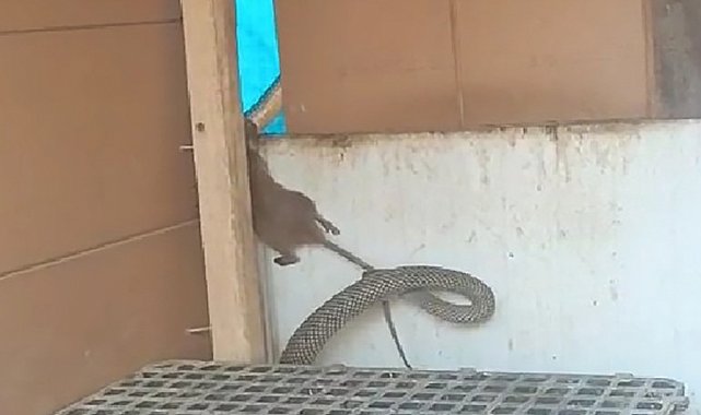 Yılanın fareyi yakaladığı anlar kamerada