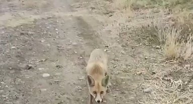 Yolda karşısına çıkan tilkiyi çerezle besledi