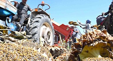 Yozgat'ta sezonun ilk çerezlik ayçiçeği hasadı başladı