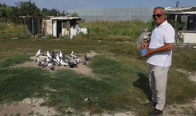 Yüksek sıcaklıklar taklacı güvercinleri de vurdu