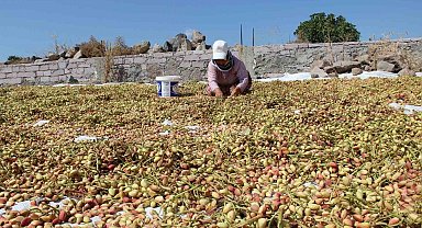 Yuntdağı fıstığı için hasat şenliği düzenlenecek