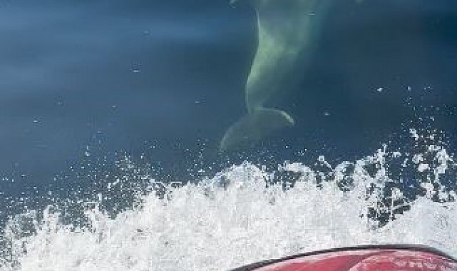 Yunuslar jet ski'nin peşine takıldı: Marmara'da renkli anlar
