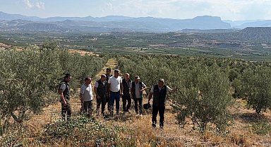 Zeytin ağaçlandırması orman köylüsüne gelir kapısı oluyor