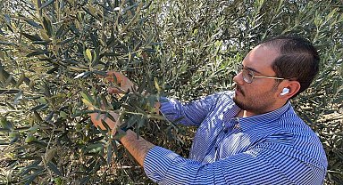 Zeytin hasadı bu yıl 20 gün erken başlayabilir