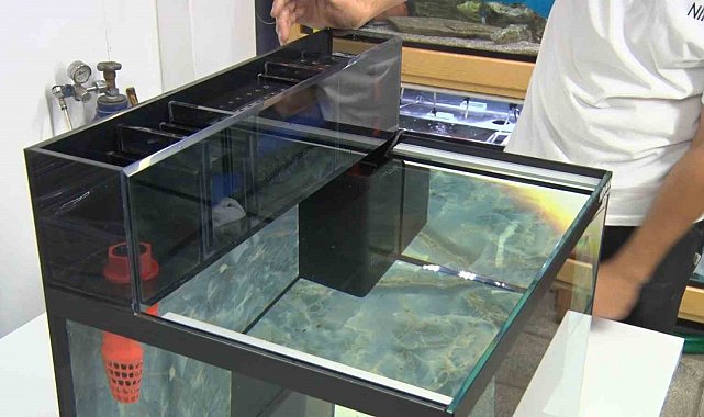 15 yıllık balık hobisi mesleğe dönüştü: Akvaryumları balığın ihtiyacına göre tasarlıyor