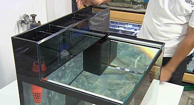 15 yıllık balık hobisi mesleğe dönüştü: Akvaryumları balığın ihtiyacına göre tasarlıyor