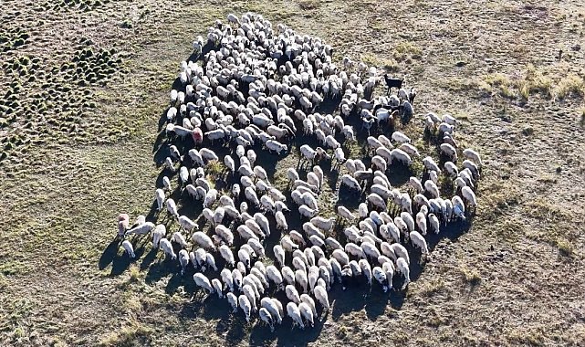 150 bin lira maaşa rağmen çoban sıkıntısı çözülemedi