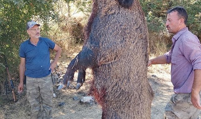 285 kiloluk dev domuz görenleri hayrete düşürdü