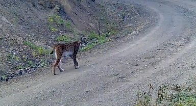 'Ormanın hayaleti' vaşak kameraya yansıdı
