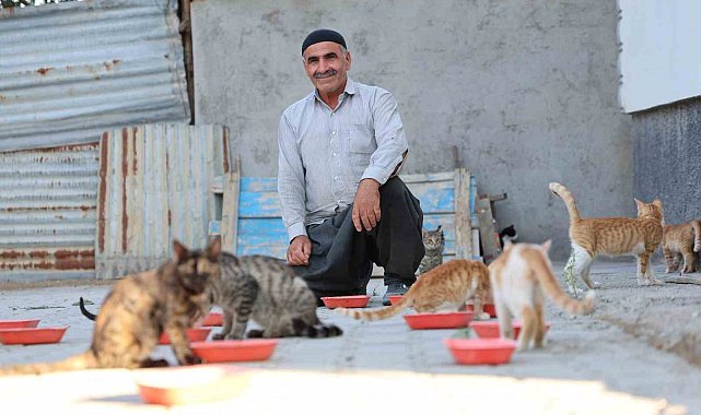 62 yaşında, her akşam 50 kediyi evinin bahçesinde ağırlıyor