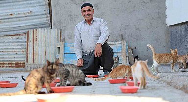 62 yaşında, her akşam 50 kediyi evinin bahçesinde ağırlıyor