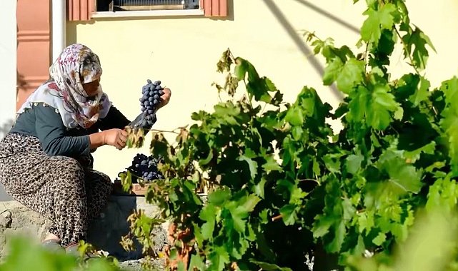 75 yıllık ömür, nasırlı eller ve Cimin üzümü