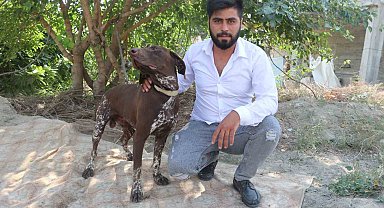 Adana'da köpeğe sopayla şiddet güvenlik kamerasında