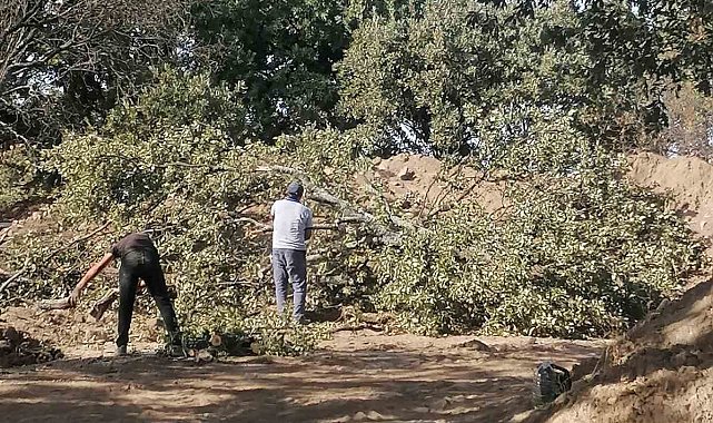 Adramytteion kazı alanında 6 tescilsiz meşe ağacı için kesim kararı çıktı
