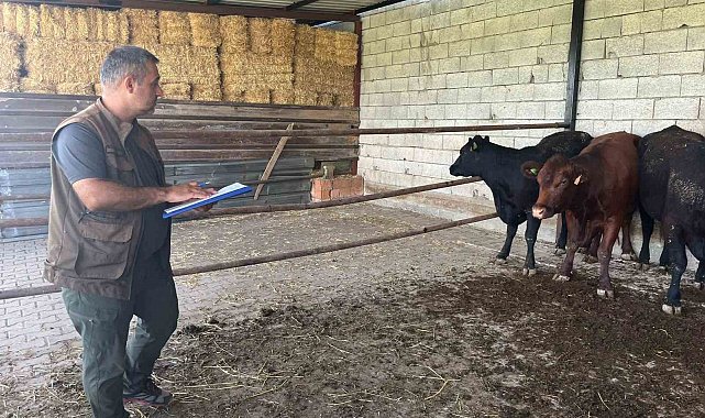 Afyonkarahisar'da 'Kırsalda Bereket Büyükbaşa Destek' projesi sürüyor