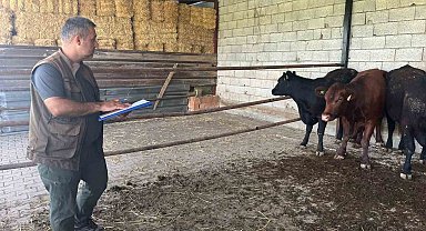 Afyonkarahisar'da 'Kırsalda Bereket Büyükbaşa Destek' projesi sürüyor