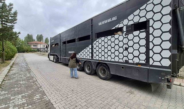 Afyonkarahisar'da hayvan sevklerine yönelik kontroller sürüyor