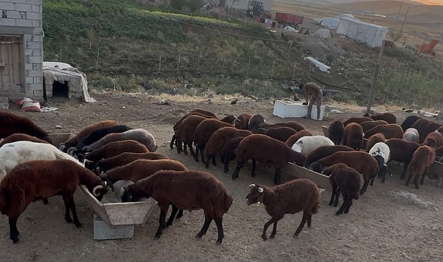 Ağrı'da besicilerde sonbahar hareketliliği