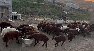 Ağrı'da besicilerde sonbahar hareketliliği