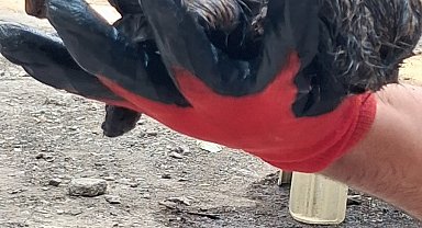 Ağrı'da ziftin içine giren yavru kedi ölümden döndü
