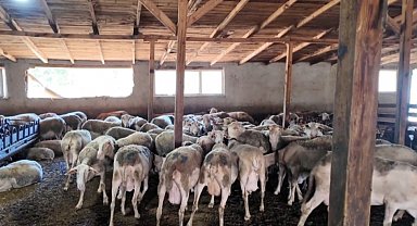 Ahırda başlayan hayalini çocuklarına miras bırakmak istiyor
