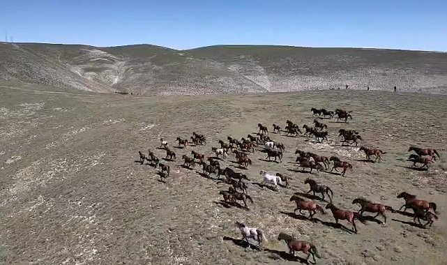 Akdağ'ın yılkı atları dronla görüntülendi