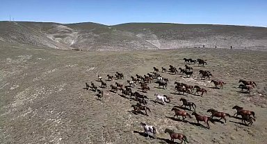 Akdağ'ın yılkı atları dronla görüntülendi