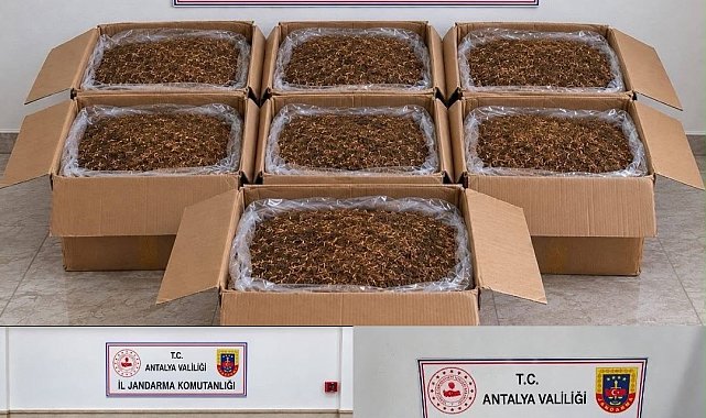 Alanya ve Döşemealtı'nda kaçak tütün operasyonu