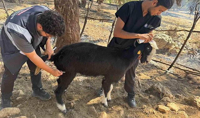 Antalya Büyükşehir Belediyesi veteriner ekipleri kırsalda hayvanların yanında