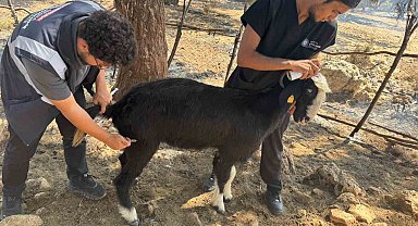 Antalya Büyükşehir Belediyesi veteriner ekipleri kırsalda hayvanların yanında