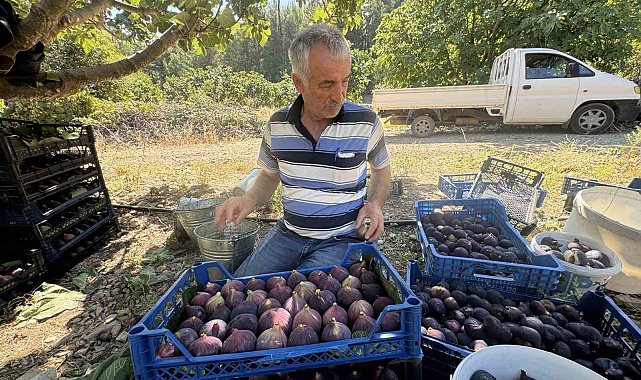 Antalya'da geciken incir hasadı düşük rekolteye sebep oldu