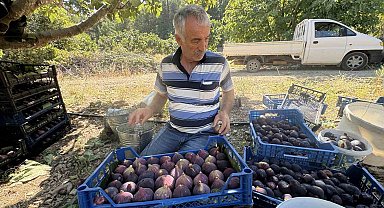 Antalya'da geciken incir hasadı düşük rekolteye sebep oldu